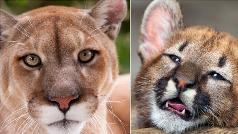 Eastern Puma Officially Declared Extinct By The Usfws