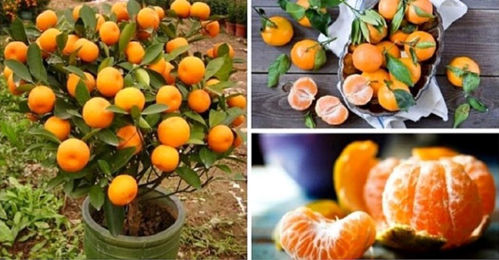 Stop Buying Tangerines. Plant Them In A Flowerpot And You Will Always Have Hundreds Of Them!