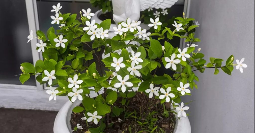 Keep Jasmine Plant in Your Home. Jasmine Reduces Anxiety, Panic Attacks